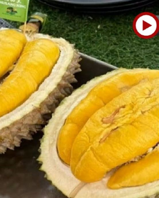 《季節限定 榴槤任食》吉隆坡+吉膽島 度假美食 榴槤任食5天團 【不設自費加遊】狄臣港 Lexis Hibiscus Port Dickson大紅花豪華海上度假村+3晚吉隆坡國際品牌五星級酒店