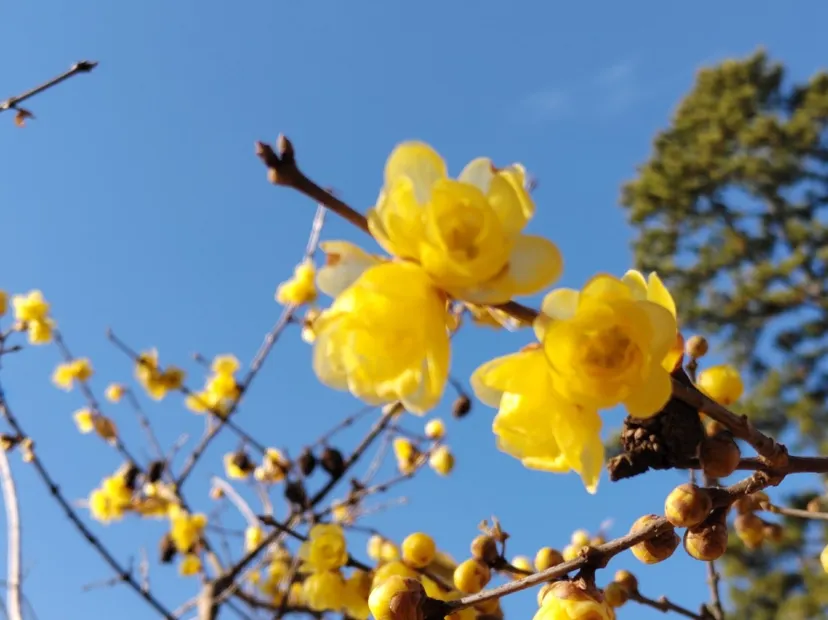 小田原城