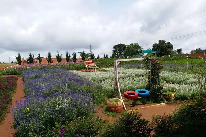 咖啡園~薰衣草圃