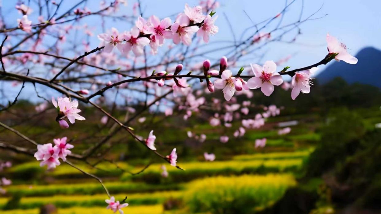 宏村(3月下旬-4月上旬賞桃花)