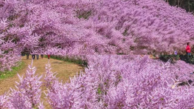 瑰蜜甜心玫瑰園3月1至22日出發適用