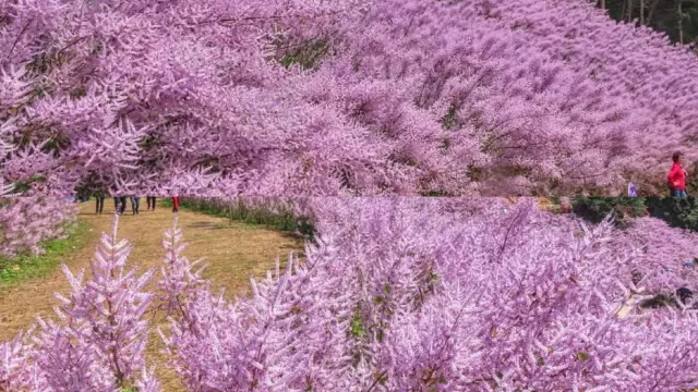 瑰蜜甜心玫瑰園3月1至22日出發適用