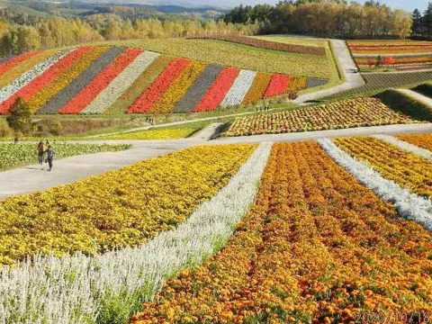 美瑛四季彩の丘