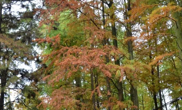 燈都生態濕地公園