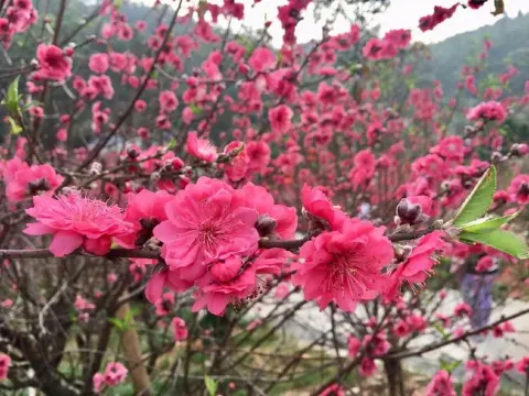 白水帶風景區~桃花林