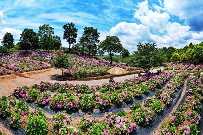惠水桔香繡球花海