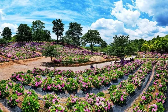 惠水桔香繡球花海