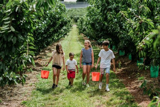 Cherry Hill Orchards