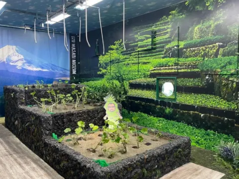 伊豆Wasabi博物館