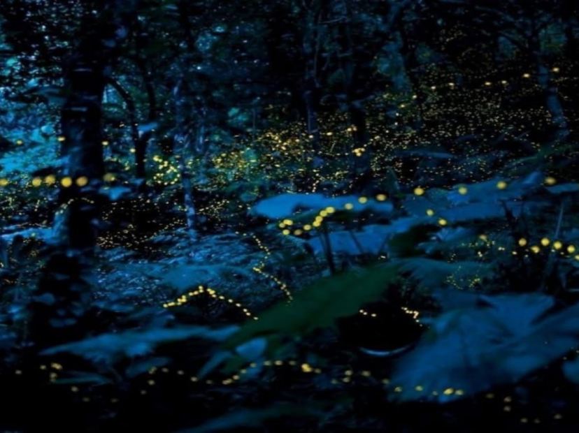 螢火蟲夢幻之旅