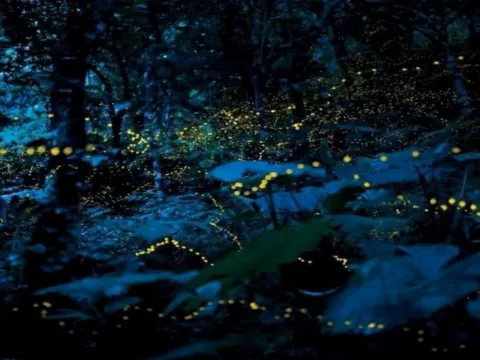 螢火蟲夢幻之旅