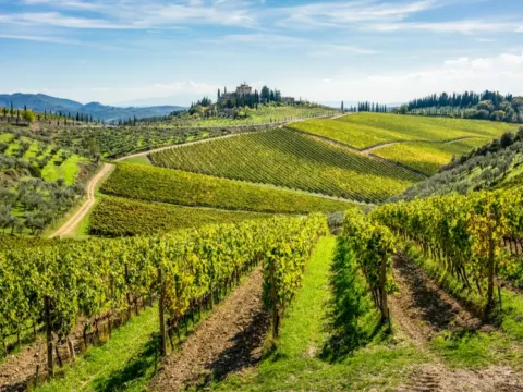 意大利_托斯卡納_葡萄園