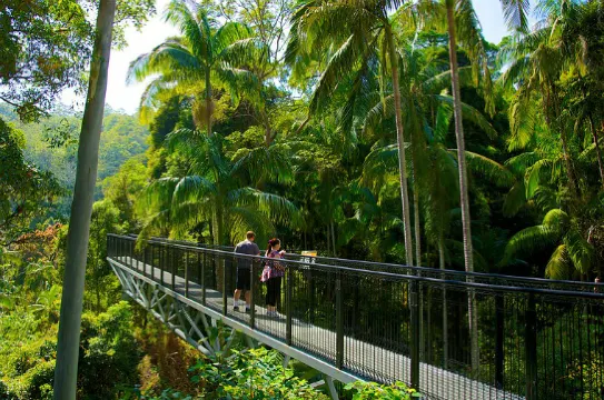tamborine樹頂吊橋