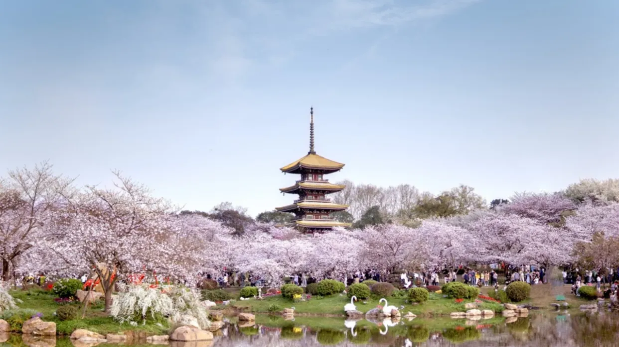 東湖櫻花園