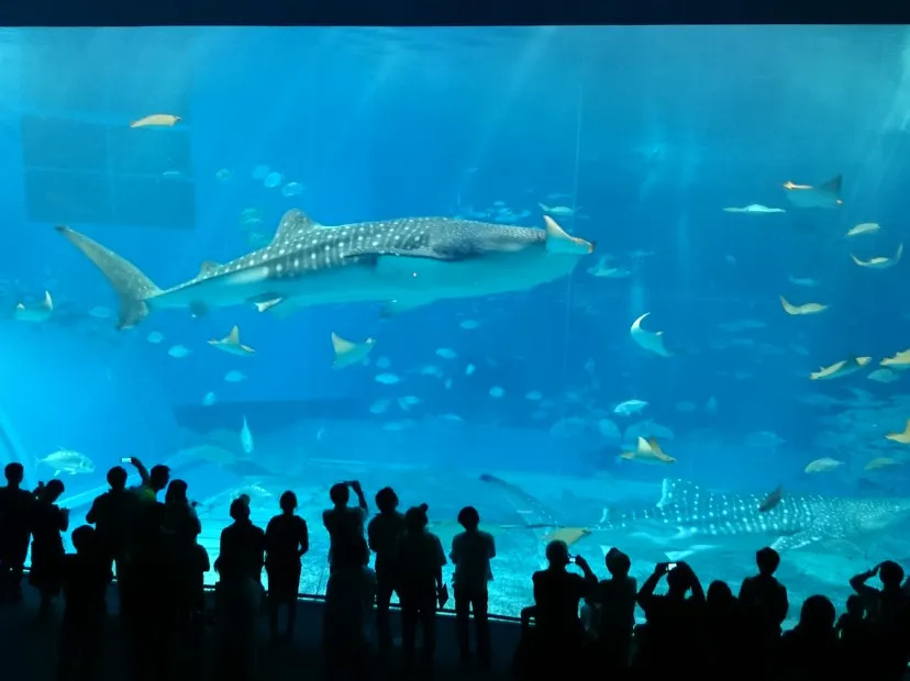 海洋博公園~沖繩美麗海水族館