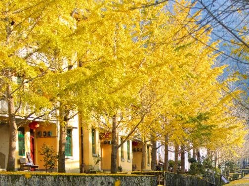 《深秋秘景~韶關黃金銀杏林+紅葉之鄉+細意安排回程香格里拉酒店~香宮星級粵廚料理》保證入住韶關新盟溫德姆花園溫泉酒店(私家溫泉泡池露台客房)「南雄帽子峰林場」+「嶺南紅葉世界」韶關美景純玩3天團 《深秋秘景~韶關黃金銀杏林+紅葉之鄉+細意安排回程香格里拉酒店~香宮星級粵廚料理》保證入住韶關新盟溫德姆花園溫泉酒店(私家溫泉泡池露台客房)「南雄帽子峰林場」+「嶺南紅葉世界」韶關美景純玩3天團