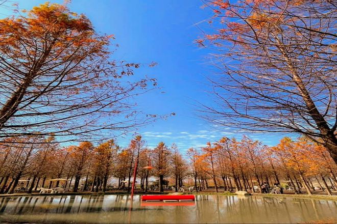 泰安落羽松秘境