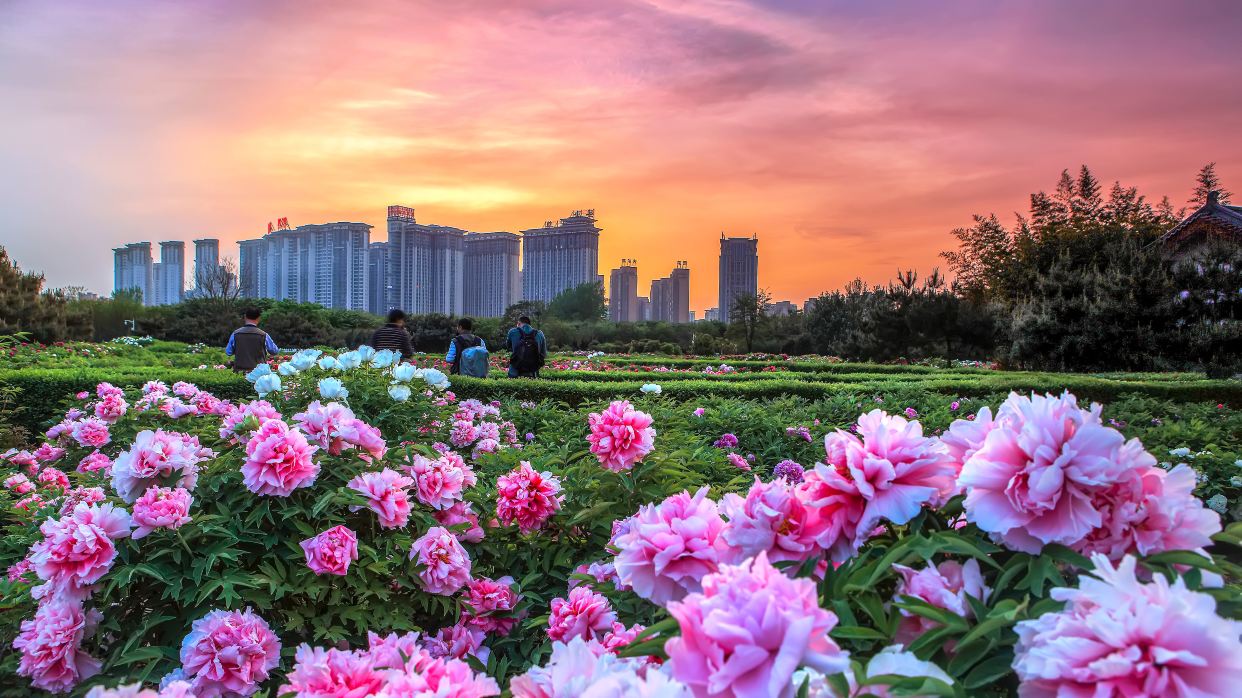  4月1-20日出發洛陽牡丹園賞牡丹