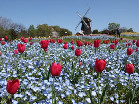 花博記念公園鶴見綠地~風車之丘