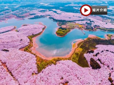 春遊貴州‧花花世界🌸5天純玩高鐵團   萬株櫻花世外桃源🌸～平壩農場賞櫻、李花油菜花海～金海雪山、中國及亞洲第一大瀑布～黃果樹大瀑布、遵義烏江寨、龍宮「龍」字田、鮑家屯、青岩古鎮、甲秀樓夜景