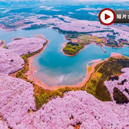 春遊貴州‧花花世界🌸5天純玩高鐵團   萬株櫻花世外桃源🌸～平壩農場、李花油菜花海～金海雪山、中國及亞洲第一大瀑布～黃果樹大瀑布、遵義烏江寨、龍宮「龍」字田、鮑家屯、青岩古鎮、貴陽地標甲秀樓夜景