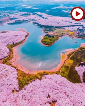 春遊貴州‧花花世界🌸5天純玩高鐵團   萬株櫻花世外桃源🌸～平壩農場賞櫻、李花油菜花海～金海雪山、中國及亞洲第一大瀑布～黃果樹大瀑布、遵義烏江寨、龍宮「龍」字田、鮑家屯、青岩古鎮、甲秀樓夜景