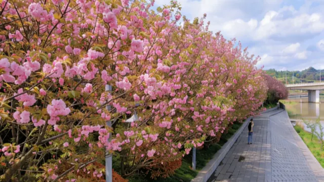 澧水河岸賞櫻