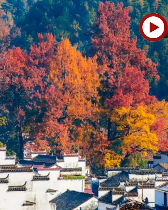 🍁 秋色江西‧人間仙境~景德鎮、婺源、撫州、南昌4天純玩高鐵團🍁人氣賞楓勝地~婺源石城、篁嶺曬秋、鳳凰溝賞紅楓及銀杏、陶溪川文創街區、陶陽里御窯、御窯博物館、文昌里歷史文化街區、弦高古城‧西湖氹