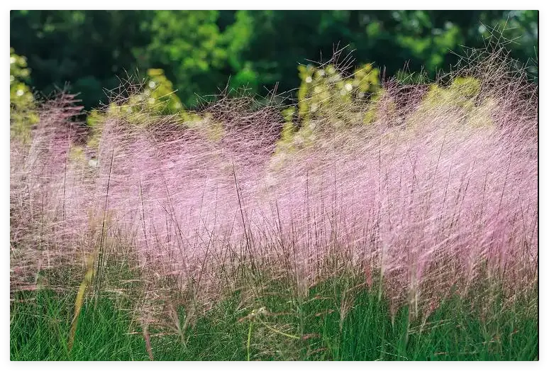 粉黛亂子草花海