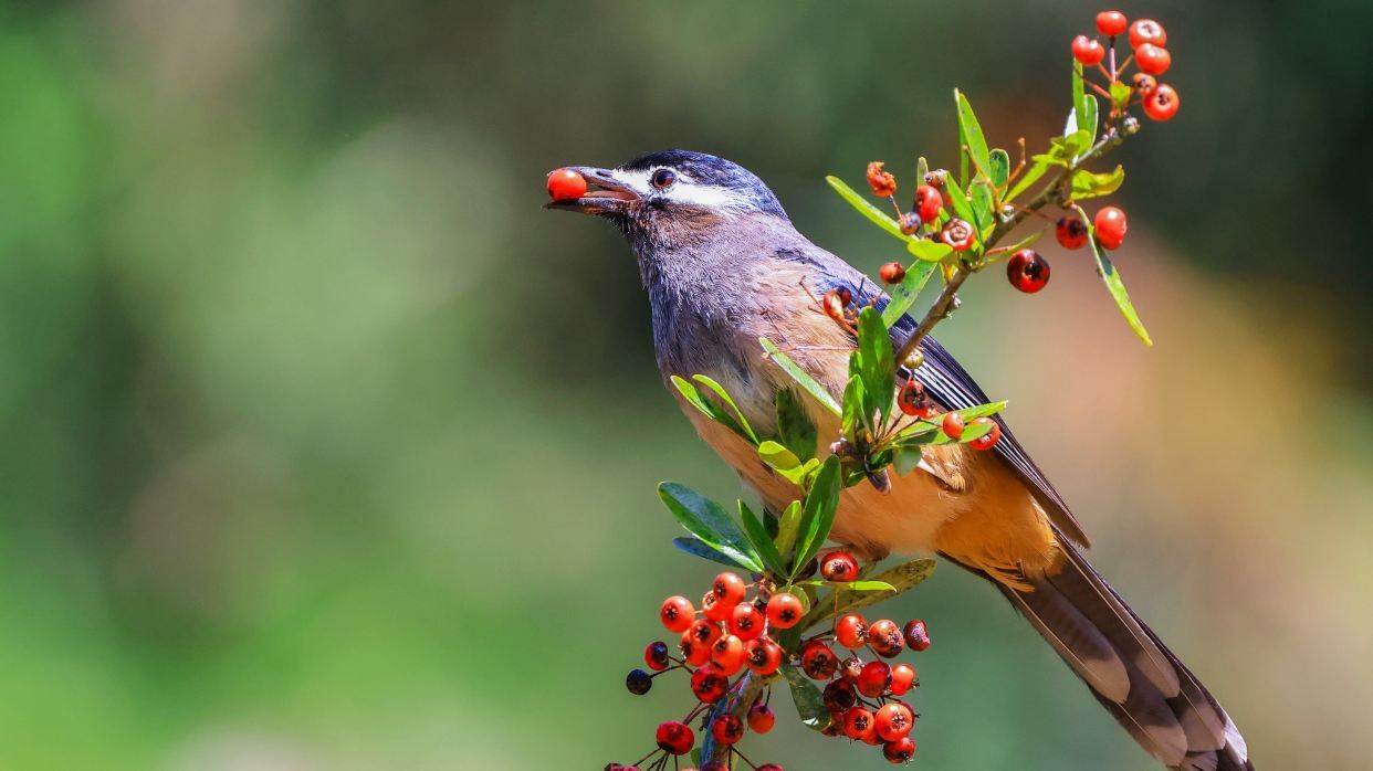 杉林溪白耳畫眉