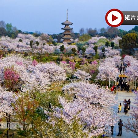 【5鑽】<全包登岸觀光>🌸春賞粉櫻🌸醉美花海🌸 長江三峽 武漢 賞櫻、重慶 賞櫻7天團 (船上入住5-6樓臻選江景露台房) 三峽大壩升船機、東湖磨山櫻花園、豐都鬼城、《烽煙三國》大型實景演出