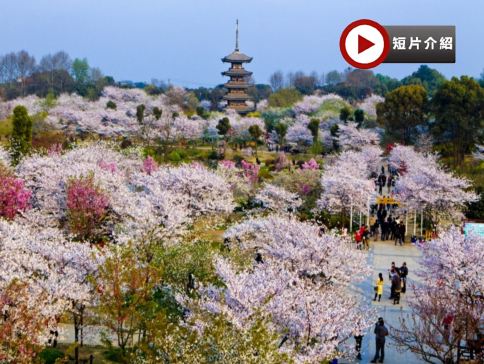 【5鑽】<全包登岸觀光>🌸春賞粉櫻🌸醉美花海🌸 長江三峽 武漢 賞櫻、重慶 賞櫻7天團 (船上入住5-6樓臻選江景露台房) 三峽大壩升船機、東湖磨山櫻花園、豐都鬼城、《烽煙三國》大型實景演出