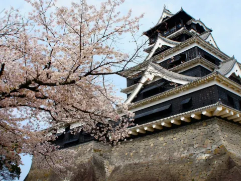 熊本城櫻花