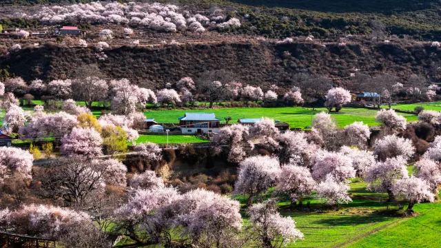 林芝桃花