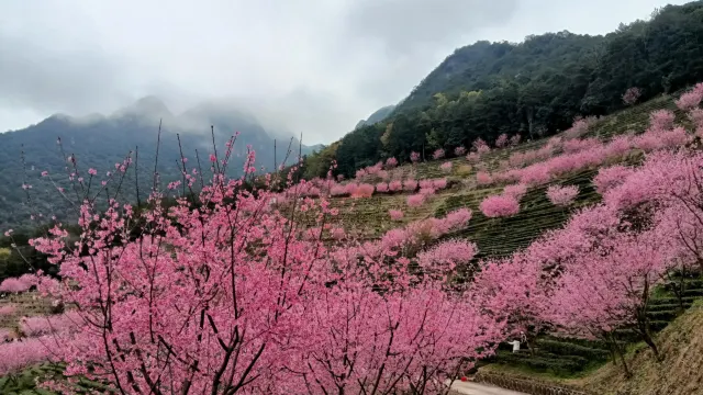 梅州賞櫻秘境