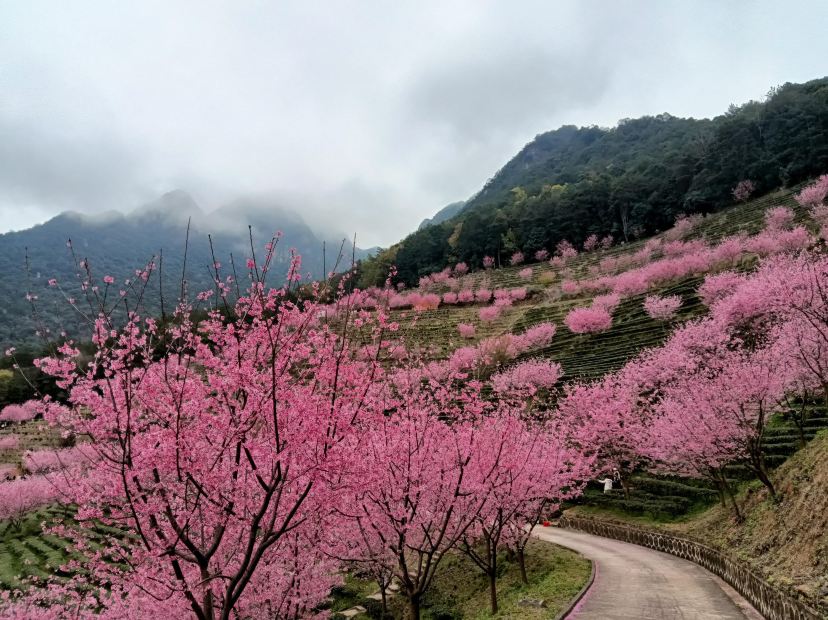 梅州賞花+千畝茶園》連續2晚保證入住五華熱礦泥溫泉度假村~尊享廣東省