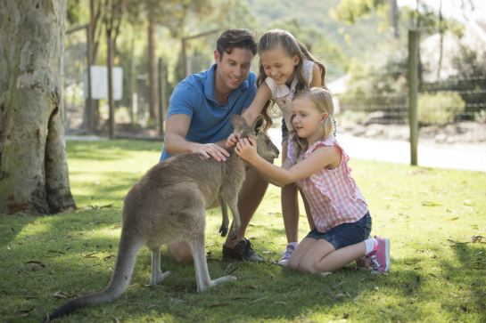 Paradise_Country_Kangaroos