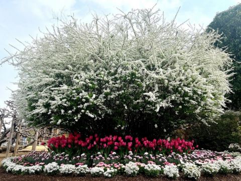 足利花卉公園~雪
