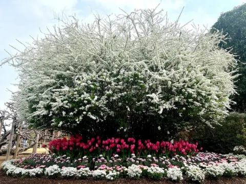 足利花卉公園~雪