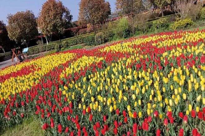 東西湖鬱金香公園
