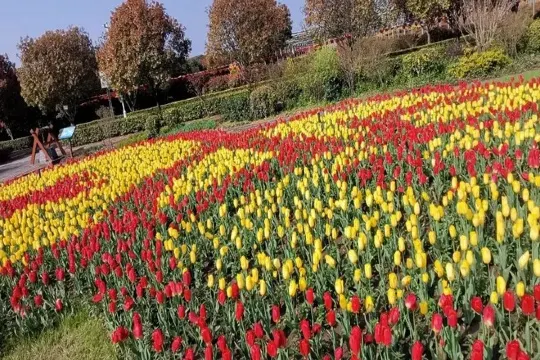 東西湖鬱金香公園