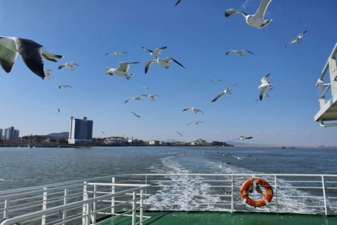 月尾島海鷗船體驗