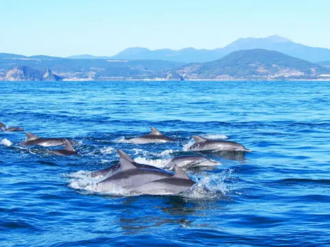 南島原賞野生海豚