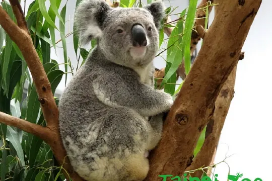 臺北市立動物園