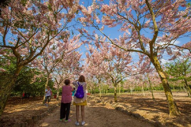 瓊海大順農場賞櫻花