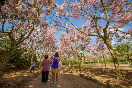 瓊海大順農場賞櫻花
