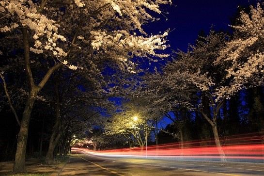 濟州大學門前(賞夜櫻)