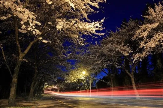 濟州大學門前(賞夜櫻)