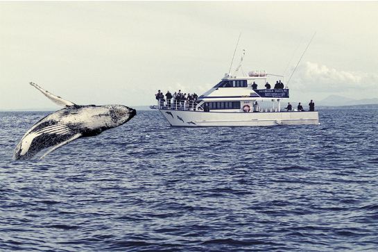 Whales watching _gold-coast