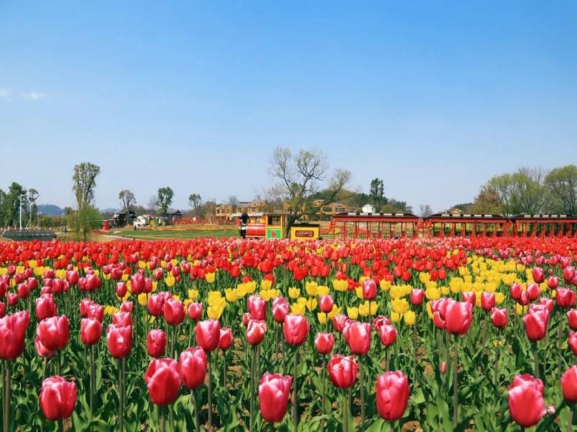 木蘭花鄉鬱金香